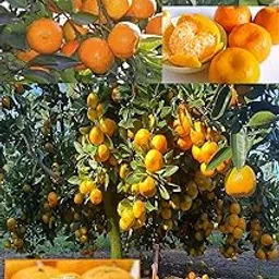 ZXXYANBI Live Rare Nagpur Mandarin All Time Sweet Orange Santra Grafted Fruit Plant (1.5-2 Feet Height) All Season Fresh Organic Hybrid Dwarf Varieties Fruit Tree (Pack Of-1) Outdoor Live Fruit Tree-image-44