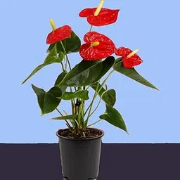 Live Anthurium Palladiumflorum Plant, Indoor Flowering Plant, Red Blooms-picture-11