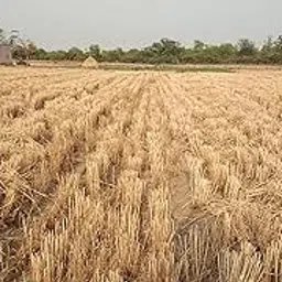 E Garden DG 09 Israel Wheat Grass Seeds - High Yield Seeds - 1 KILOGRAM-picture-25