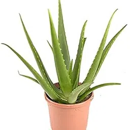 PlantaZee Good Luck Skin Gel Korphad Aloe Vera Live E-Healthy Plant with Pot-image-52