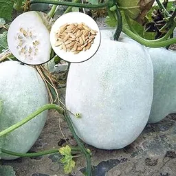 Ash Gourd Seeds for Planting, Winter Melon, Non-GMO Vegetable Seeds, Perfect for Growing Nutritious, Fresh Ash Gourds Pack of 20 Seeds-image-0
