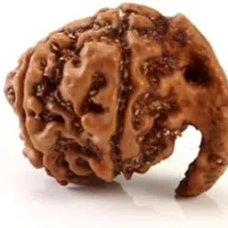 Venus Gems Gallery Real Ganesha Rudraksha Original Certified Nepali Holy Bead Ganesh Rudraksha Trunk Bead Ganpati Rudraksha for Puja Vighnharta Blessings Gajanan Rudraksha गणेश रुद्राक्ष ओरिजनल-picture-10