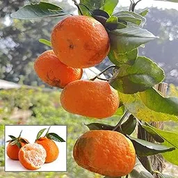 HAPING Darjeeling Orange Santra Grafted Fruit Live Plant (1.5-2 Feet Height)-image-14