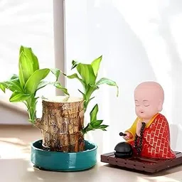 Brazilian wood tree with flowers, Brazil lucky wood plant indoor brazilian good luck plant 1 live plant-image-44