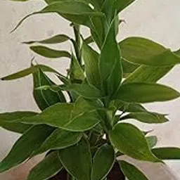 Lucky Bamboo-image-73