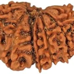 TRINETRA GEMS Stone Genuine 14 Mukhi Rudraksha Nepali Beads Superb Brown चौदह मुखी रुद्राक्ष for Make Pendant Original Fourteen Face Rudraksha IGL Lab Certified Chaudah Mukhi Rudraksha-picture-17