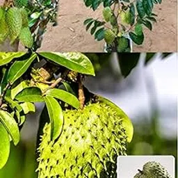 ZXXYANBi Corossol Sour Soup Lakashman Phal Fruit Layering/Grafted Live Plant (Height 1.5-2 Feet) Creamy-white to light yellow,custard-like texture,very sweet &aromatic, 1Healthy Plant For Home Garden-image-42