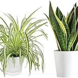 🅼🆅🅺🆁 Live Bumper Combo 2 Plants I Snake & Spider Plant I With White Pot |-picture-25