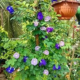 Multicolour Aparajita Flower Live Plant, Live Plant for All Colour Aparajita, Plant Sapling (Pack of 1)-picture-40