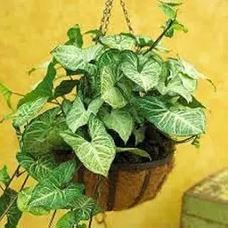 Syngonium Indoor Plant-picture-29