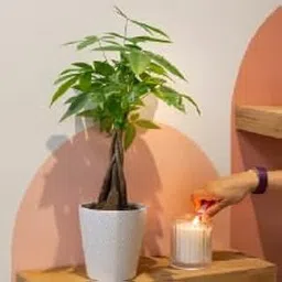 UNNATI9GROUP Money Tree Indoor Plants Live Easy Care Mini Bonsai for Home Décor, Birthday Gift, New Outdoor Garden-picture-12