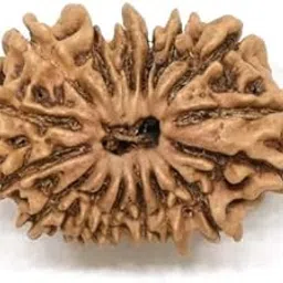 TRINETRA GEMS STONE Original Brown पंद्रह मुखी रूद्राक्ष IGL Lab Certified Genuine Fifteen Face Rudraksha From Nepal Superb Pandrah Mukhi Rudraksha For Make Pendant 15 Mukhi Rudraksha-image-4