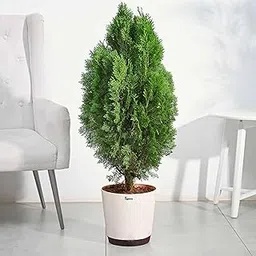 UGAOO Thuja Plant (XL)-picture-37