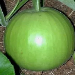 Desi Variety Bottle Gourd/Lauki Round Seeds-picture-27