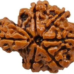 Savar Rudraksha Savar Naag Rudraksha सवार रुद्राक्ष Savar Rudraksha Original Certified by Igl Nepali Sawar Rudraksha for Women Men Pendant Btacelet Mala by IRIS GEMS-picture-13