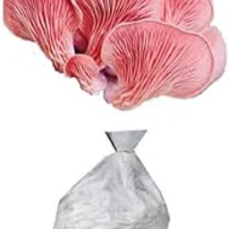 BM MUSHROOMS Pink Oyster Mushroom Spawn | Pleurotus djamor 200 gm + 2 PP Grow Bags | First Generation-picture-22