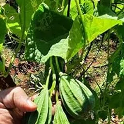 ridge gourd seeds hybrid f1 For Home Planting,ridge gourd seeds hybrid f1 For Home Gardening pack Of 20-picture-14