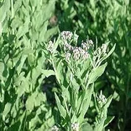 RASNA [PLUCHEA LANCEOLATA ] LEAVES POWDER 100 gm-picture-19