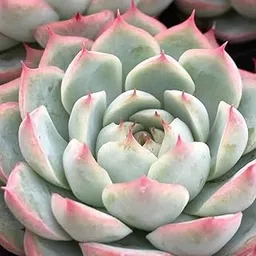 WooFLoo Vishnu Kamal Vastu Plant - Indoor Succulent Pack of 1-picture-19