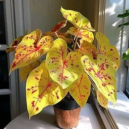 Caladiums Flower Bulbs for Home and Gardening Pack of 5 bulbs (YELLOW)-image-88