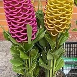 DUYZGRO® Shmpoo Ginger Lily Imported Flower Bulbs for Home and Gardening Pack of 1 Bulbs (PINK & YELLOW)-picture-32