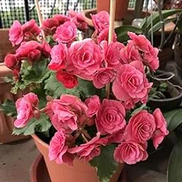 SVG® Imported Double Begonia Flower Bulbs for Home and Gardening Pack of 2 Bulbs (PINK)-picture-12