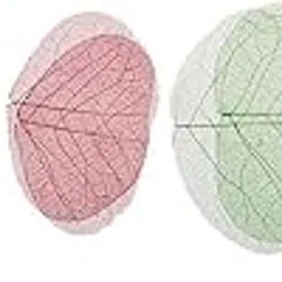 bnf® 3x10 Pcs Dried Pressed Flowers for DIY Scrapbooking Crafts Butterfly Leaf | Dried Flowers | Dried Botanicals & Potpourri | Floral Crafts | Home Arts & Crafts-picture-23