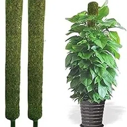 AMZ Interior Moss Stick || Coco Pole Moss Stick|| 2FT Moss Stick (60 CM) || Money Plant Support (Set of 2)|| Green Grass Pole for Plant-picture-59
