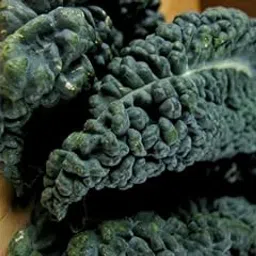 F1 Hybrid Dark Green Kale Seeds for Home Gardening-[200 Seeds]-picture-25