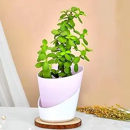 *Jade Plant Live Indoor Crassula Ovata Succulant Home Decorative Fengshui Plant (pack of 1)-picture-69
