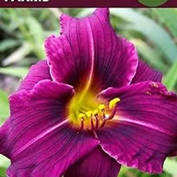 Oakwood Farms® Imported Purple Color Daylily/Day Lily/Day Lilies Flower Bulbs (Pack Of 8 Bulbs)-picture-12