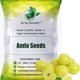 SRI SAI FORESTRY Amla Indian Gooseberry (Pack of 100) Tree Seeds for Home Garden-picture-45