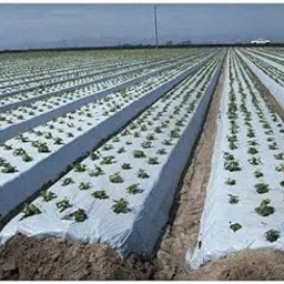 BHAGIRATH Micron Mulching Film/Mulching Width-1 Meter (25 Micron) -400 Meter-picture-55