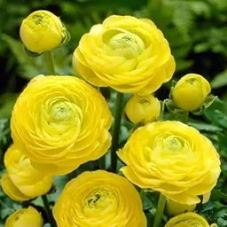 Ranunculus Flower Plant Live Pot BY Zabbus Yellow-image-89