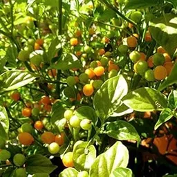 Aji Charapita Little Yellow fire Balls Chilli Seeds For Gardening-(300 Seeds)-picture-29
