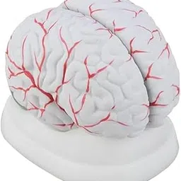 Human Brain Model-picture-30