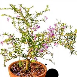 Seedless Plant Indoor Plants Desmodium Blue Braya Bonsai � Plant-picture-18