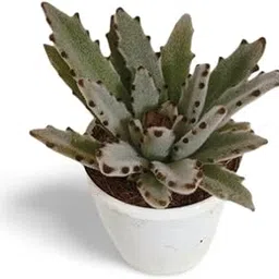 Creative Farmer Succulent Live Plant - Computer Table|House|Office Desk|Garden Kalanchoe Tomentosa Gray (Panda Plant, Pussy Ears), 7Cm Pot Indoor Plants For (Exotic Healthy Plant)-image-27