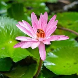 Live Water Lily Plant Light Pink Seeds/Bulb Pack Of 1-image-0