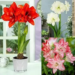 Andhagnai Amaryllis Lily Flowering Bulbs (Double Mix) | Fragrant Flower Bulbs for Home Gardening | Bulbs for Indoor Home Decor | Flowering Bulbs | Fresh Bulb for Flower Pots (5)-picture-27