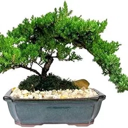 Seedless Plant Indoor Plants Juniper Bonsai Plant - 4 years old-image-96