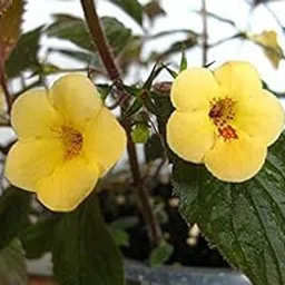 Achimenes Flower Bulbs pack of 50 bulbs By Zabuus Yellow-picture-16