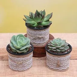 Mphmi Nursery Delhi Plant NCR Top 3 Exotic Succulents Plant Pack Indoor Live Plants-image-7