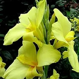 Imported Excellent Quality Canna Lily, Canna indica Flower Bulbs for Home Outdoor Gardening Plants Flowering Bulbs (Pack Of 2)-picture-53