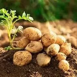 Potato seeds hybrid, Hybrid seeds for potato, Seeds for potato hybrid ( 8 seeds )-picture-16