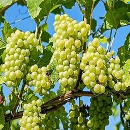 Mphmi Rare Bonsai Suitable Sweet Grape Fruit Plant -1 Healthy Live Plant-image-80