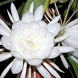 Earth Hopper 35 Seeds- Brahma Kamal Blooming Flower Seeds For Planting image 1