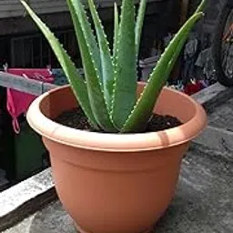 Live Aloe Vera Plant for Gifting | Health & Wellness Plant, 1 healthy plant, without pot-picture-30