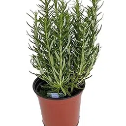 Sumit Greenery Rosemary Medicinal Live Plant with Pot Herbal Wellness for Indoor and Outdoor Gardens 1 Pack-image-7