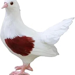 CLUB BOLLYWOOD®Garden Pigeon Statue Sculpture Yard Art Statue for Cabinet Patio Decoration|Home & Garden | Yard, Garden & Outdoor Living |1x Realistic Phoenix Tailed Pigeon Ornament-picture-30